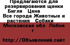 Предлагаются для резервирования щенки Бигля › Цена ­ 40 000 - Все города Животные и растения » Собаки   . Московская обл.,Лобня г.